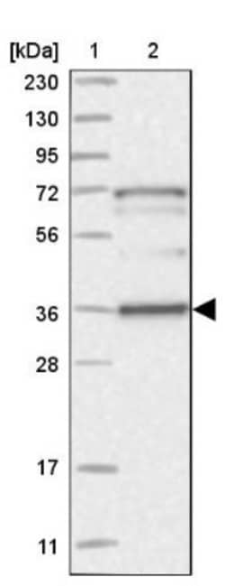 SUSD6 Antibody, Novus Biologicals:Antibodies:Primary Antibodies
