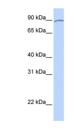 AREL1 Antibody, Novus Biologicals:Antibodies:Primary Antibodies