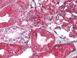 KIAA0319 Antibody, Novus Biologicals 0.1mg; Unlabeled:Antibodies, Polyclonal