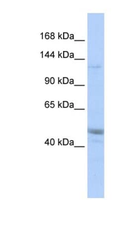 AAVR/KIAA0319L Antibody, Novus Biologicals 100&mu;L; Unlabeled:Antibodies,
