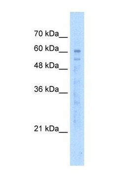 EFCAB14 Antibody, Novus Biologicals:Antibodies:Primary Antibodies