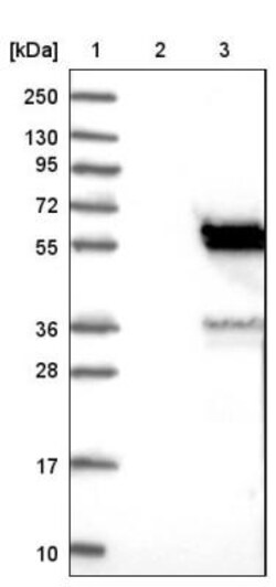 KIAA0513 Antibody, Novus Biologicals 0.1mL; Unlabeled:Antibodies, Polyclonal