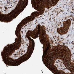 KIAA0753/MNR Antibody, Novus Biologicals 25 &mu;L; Unlabeled:Antibodies,