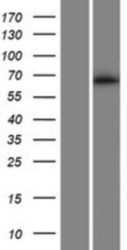 Novus Biologicals&trade;&nbsp;KHDC4 Overexpression Lysate