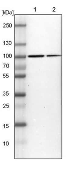 KIAA1024 Antibody, Novus Biologicals 0.1mL; Unlabeled:Antibodies, Polyclonal