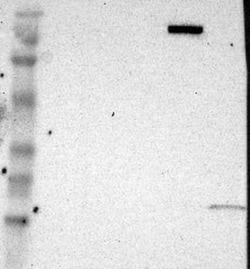 KIAA1210 Antibody, Novus Biologicals 25 &mu;L; Unlabeled:Antibodies, Polyclonal