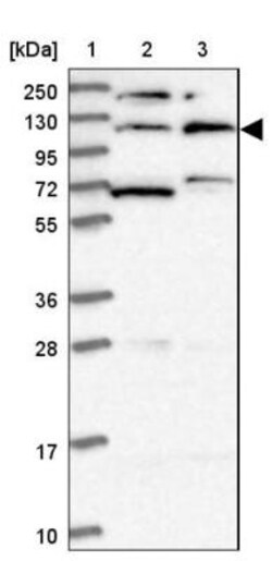 KIAA1211 Antibody, Novus Biologicals:Antibodies:Primary Antibodies