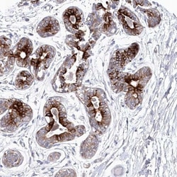 SPAG9 Antibody, Novus Biologicals:Antibodies:Primary Antibodies