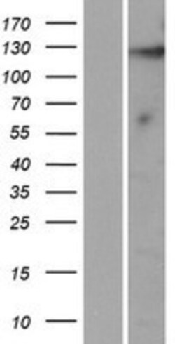 Novus Biologicals&trade;&nbsp;KIAA1614 Overexpression Lysate
