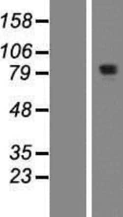 Novus Biologicals&trade;&nbsp;KIAA1841 Overexpression Lysate
