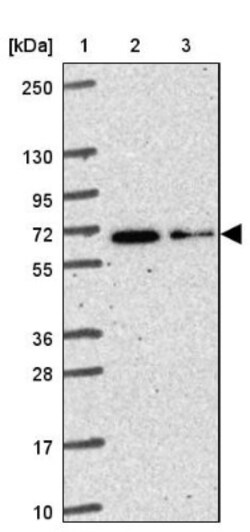 KIAA2013 Antibody, Novus Biologicals:Antibodies:Primary Antibodies