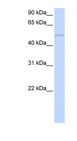 KIF12 Antibody, Novus Biologicals:Antibodies:Primary Antibodies
