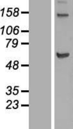 Novus Biologicals&trade;&nbsp;KIF12 Overexpression Lysate