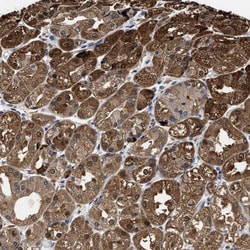 KIF12 Antibody, Novus Biologicals 25 &mu;L; Unlabeled:Antibodies, Polyclonal
