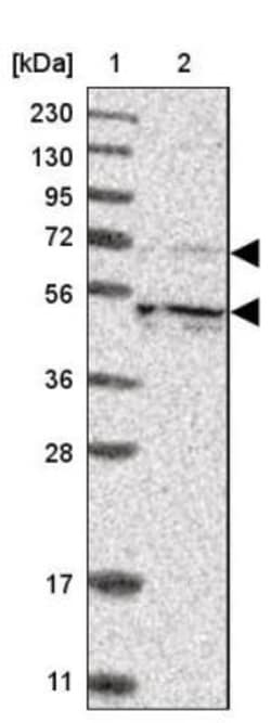 KIF12 Antibody, Novus Biologicals:Antibodies:Primary Antibodies