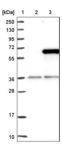 KIF12 Antibody, Novus Biologicals 25 &mu;L; Unlabeled:Antibodies, Polyclonal