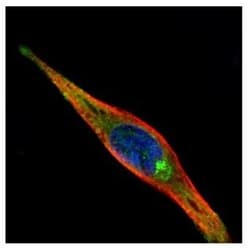 KIF13A Antibody, Novus Biologicals™