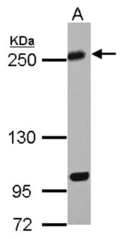 KIF13A Antibody, Novus Biologicals 0.1mL; Unlabeled:Antibodies, Polyclonal
