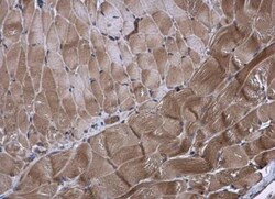 KIF13A Antibody, Novus Biologicals 0.1mL; Unlabeled:Antibodies, Polyclonal