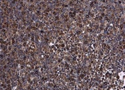 KIF13A Antibody, Novus Biologicals 0.1mL; Unlabeled:Antibodies, Polyclonal