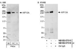 KIF13A Antibody, Novus Biologicals 0.1mL; Unlabeled:Antibodies, Polyclonal