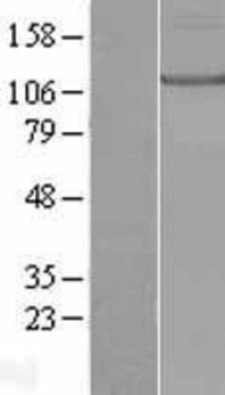 Novus Biologicals&trade;&nbsp;KIF17 Overexpression Lysate