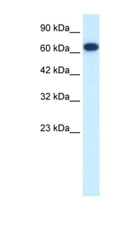 KIF19 Antibody, Novus Biologicals 20&mu;L; Unlabeled:Antibodies, Polyclonal