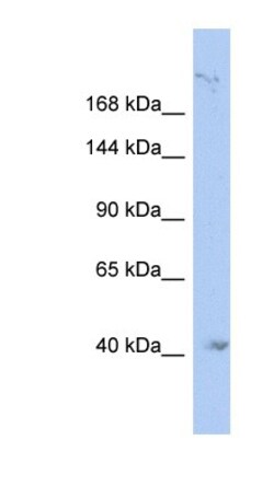KIF1A Antibody, Novus Biologicals 0.05mg; Unlabeled:Antibodies, Polyclonal