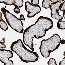 KIF1-binding protein Antibody, Novus Biologicals:Antibodies:Primary Antibodies