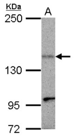 KIF1C Antibody, Novus Biologicals™