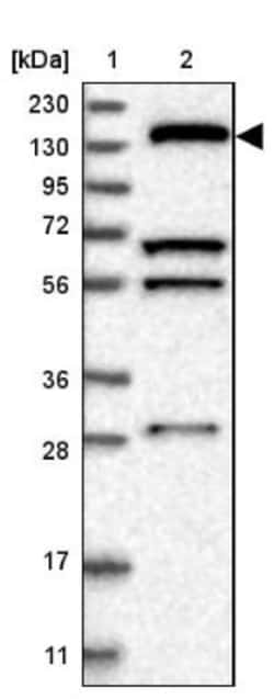 KIF1C Antibody, Novus Biologicals 0.1mL; Unlabeled:Antibodies, Polyclonal
