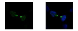 KIF22 Antibody, Novus Biologicals 0.1mL; Unlabeled:Antibodies, Polyclonal