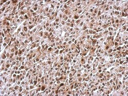 KIF22 Antibody, Novus Biologicals 0.1mL; Unlabeled:Antibodies, Polyclonal