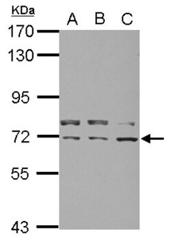 KIF22 Antibody, Novus Biologicals 0.1mL; Unlabeled:Antibodies, Polyclonal