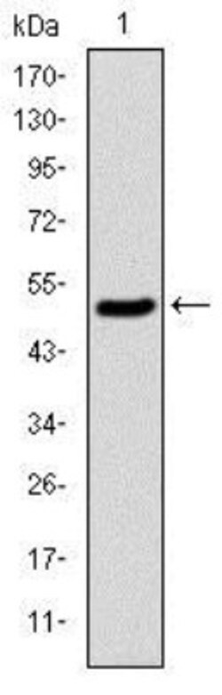 KIF22 Antibody (1E3), Novus Biologicals 0.025 mL | Buy Online | Novus Biologicals | Fisher Scientific