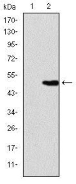 KIF22 Antibody (1E3), Novus Biologicals 0.025 mL | Buy Online | Novus Biologicals | Fisher Scientific