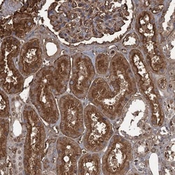 KIF22 Antibody, Novus Biologicals:Antibodies:Primary Antibodies