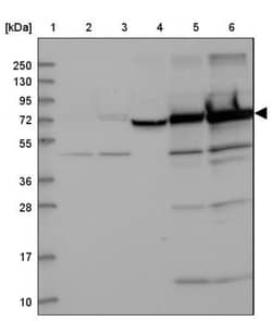 KIF22 Antibody, Novus Biologicals:Antibodies:Primary Antibodies