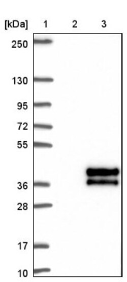 KIF25 Antibody, Novus Biologicals 25 &mu;L, Unconjugated:Antibodies, Polyclonal