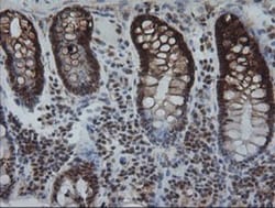 KIF25 Antibody (OTI2F4), Novus Biologicals 0.1mL; Unlabeled:Antibodies,