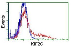 KIF2C Antibody (OTI1C5), Novus Biologicals 0.1mL; Unlabeled:Antibodies,