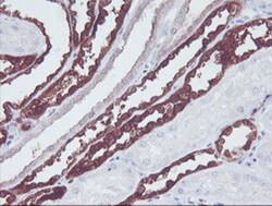 KIF2C Antibody (OTI1C5), Novus Biologicals 0.1mL; Unlabeled:Antibodies,