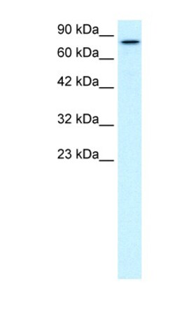 KIF3B Antibody, Novus Biologicals 0.05mg; Unlabeled:Antibodies, Polyclonal