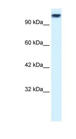 Kif3c Antibody, Novus Biologicals:Antibodies:Primary Antibodies