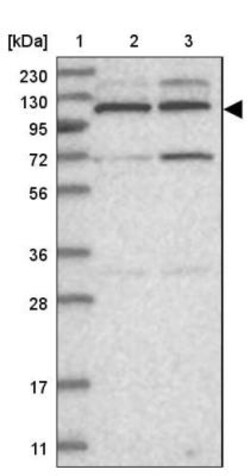 Kif4A Antibody, Novus Biologicals:Antibodies:Primary Antibodies