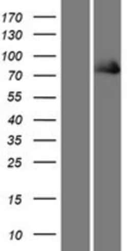Novus Biologicals&trade;&nbsp;Kindlin Overexpression Lysate