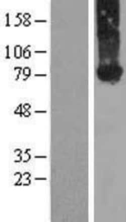 Novus Biologicals&trade;&nbsp;MIG2/Kindlin-2 Overexpression Lysate