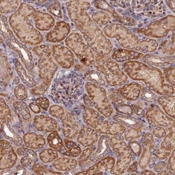 Kindlin Antibody, Novus Biologicals 0.1mL; Unlabeled:Antibodies, Polyclonal