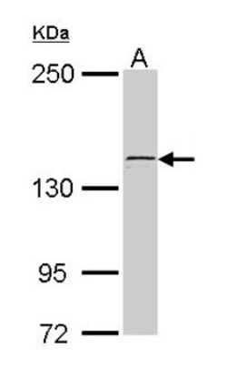 kinectin Antibody, Novus Biologicals 0.1mL; Unlabeled:Antibodies, Polyclonal