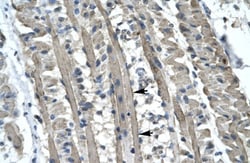 Kinesin 5B Antibody, Novus Biologicals:Antibodies:Primary Antibodies